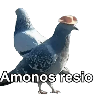 🤠 Amonos resio 鸽子, 鸟, 帽子, Amonos, Resio, 动物 whatsapp sticker