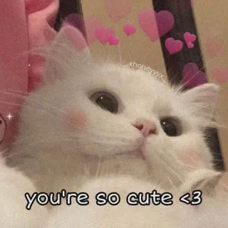 🩰 you're so cute <3 Katze, süß, Haustier, Tier, entzückend, Kätzchen whatsapp sticker