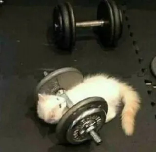 🏋‍♀ cat, dumbbell, weightlifting, fitness, exercise, pet, animal telegram sticker