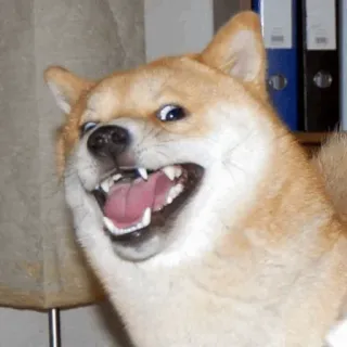 😯 chien, shiba inu, mème, animal, animal de compagnie telegram sticker