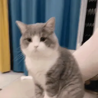 🐱 cat, gray and white cat, domestic animal, feline, pet whatsapp sticker