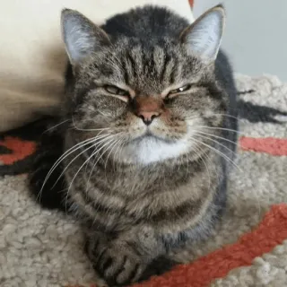 😑 cat, pet, animal, feline, tabby, cute telegram sticker