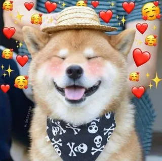 🥰 hond, shiba inu, schattig, emoji, harten, huisdier, dier, piraten bandana telegram sticker