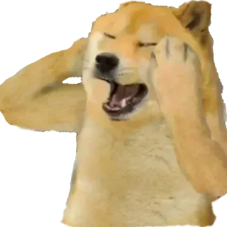 😵 doge, pies, mem, zszokowany, zdenerwowany, śmieszne, zwierzę, panika telegram sticker