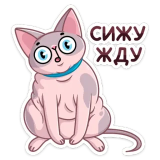 ☺️ сижу жду cat, sphynx, waiting, sitting, cute telegram sticker