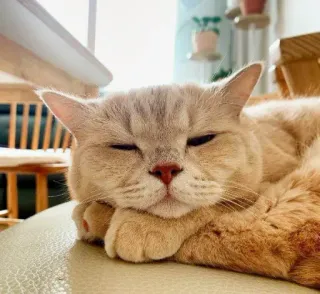 🙁 gato, mono, animal, felino, mascota, doméstico, dormilón, relajante telegram sticker