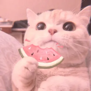 🐈 cat, watermelon, cute, pet, animal, food whatsapp sticker