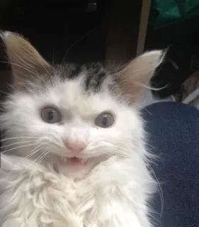 🌟 кот, котенок, испуганный, злой, кошачий, животное telegram sticker