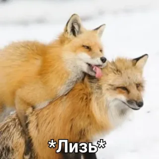 😋 Лизь raposa, lambendo, animal, natureza, neve telegram sticker