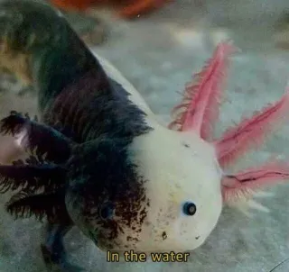 🌊 In the water アホロートル, 水, 水生, 動物, サンショウウオ, ペット telegram sticker