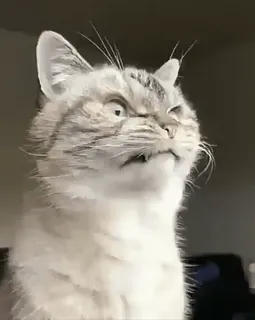 😻 cat, animal, angry, funny, meme, expression telegram sticker