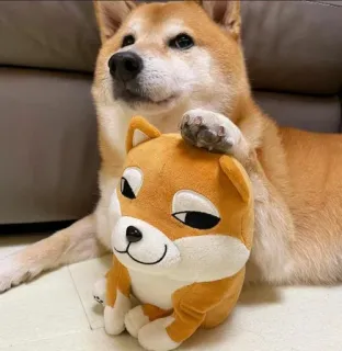 ❤️ dog, shiba inu, pet, stuffed animal, toy, cute telegram sticker