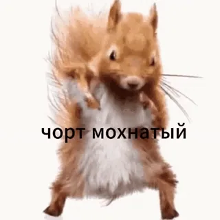 🤣 squirrel чорт мохнатый squirrel, dancing, funny, cute, furry, rodent, meme telegram sticker