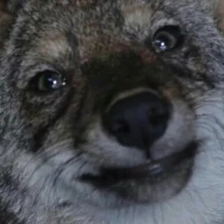 😥 coyote, animale, mammifero, fauna selvatica, cane, natura telegram sticker