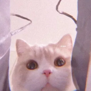 ☁️ kucing, anak kucing, hewan peliharaan, imut, binatang, kucing domestik telegram sticker