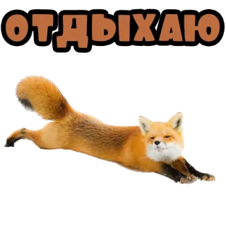 🤤 ОТДЫХАЮ Fuchs, Tier, Laufen, Russisch, Text, Orange, Entspannung, Otdihayu whatsapp sticker