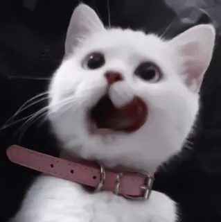 💗 кот, котенок, милый, домашнее животное, животное, белый, ошейник telegram sticker