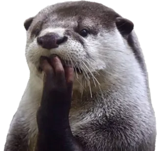 🤔 Wydra, Zwierzę, Uroczy, Ssak, Dzikie zwierzę telegram sticker