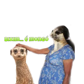 📶 Bixim... é mongó suricate, insulto, ofensivo, meme, animal telegram sticker