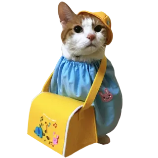 👷‍♀️ cat, animal, cute, pet, outfit, hat, bag, cartoon telegram sticker
