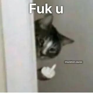 🐈 Fuk u chat, doigt d'honneur, offensant, mème, animal whatsapp sticker