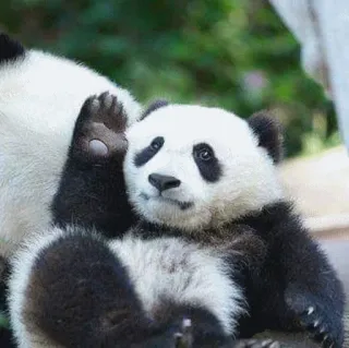 🤬 Panda, Fofo, Animal, Aceno, Filhote, Urso telegram sticker