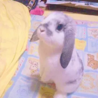 🐰 rabbit, bunny, cute, animal, pet, lop-eared rabbit whatsapp sticker