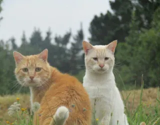 😺 chats, chat orange, chat blanc, animaux, nature, animaux de compagnie, animaux domestiques telegram sticker