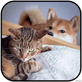 👀 cat, dog, shiba inu, tabby, pets, animals telegram sticker