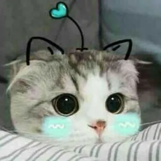 ✨ gato, fofo, gatinho, animal de estimação, animal, coração, kawaii telegram sticker