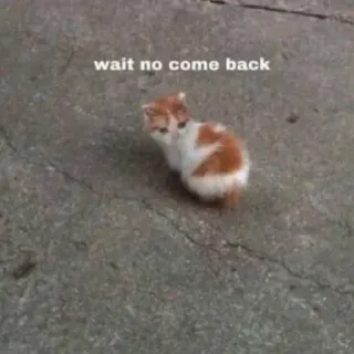 🐾 wait no come back 고양이, 새끼 고양이, 밈, 슬픈, 귀여운, 애완 동물, 동물 telegram sticker