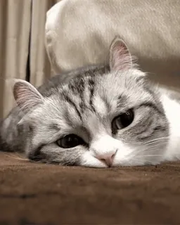 😕 kot, kociak, kot domowy, szary kot, zwierzę domowe, zwierzę, słodki, leniwy whatsapp sticker