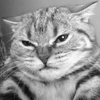 👺 猫, 怒り, ネコ科, 動物, ペット, 不機嫌, 子猫 telegram sticker