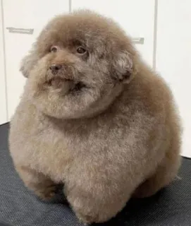 🥸 cão, poodle, animal de estimação, fofo, animal, marrom, fofo, toilete telegram sticker