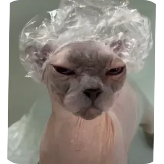 🗿 猫, スフィンクス猫, 動物, ペット, シャワーキャップ, お風呂, 面白い whatsapp sticker