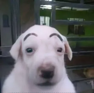🤨 chien, sourcils, drôle, animal, animal de compagnie, mème telegram sticker