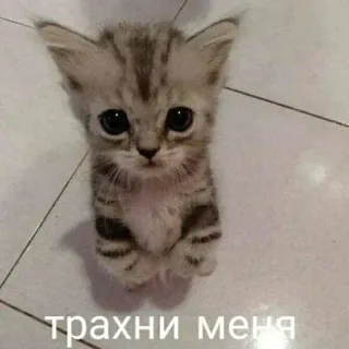 💋 трахни меня kätzchen, katze, niedlich, tier, haustier telegram sticker