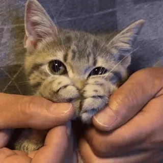 😽 кот, котенок, милый, питомец, животное whatsapp sticker