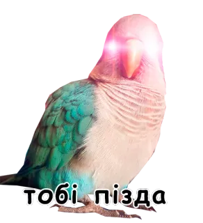 🗡 тобі пізда pássaro, papagaio, ofensivo, adesivo, ucraniano, meme telegram sticker