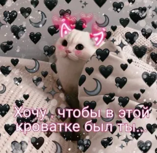 🖤 Хочу чтобы в этой кроватке был ты. แมว, หัวใจ, เตียง, น่ารัก, ข้อความ whatsapp sticker