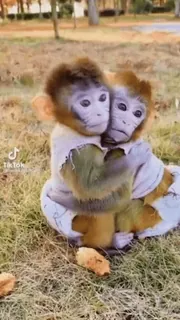 Macacos 🐒 @SantiagoVelasquez whatsapp stickers