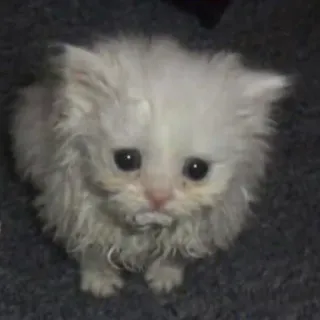 😔 猫, 小猫, 伤心, 动物, 宠物, 可爱, 毛茸茸 telegram sticker