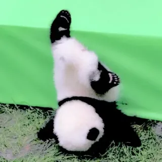 🥺 Gấu trúc, Dễ thương, Động vật, Hiếu động, Gấu, Động vật hoang dã telegram sticker