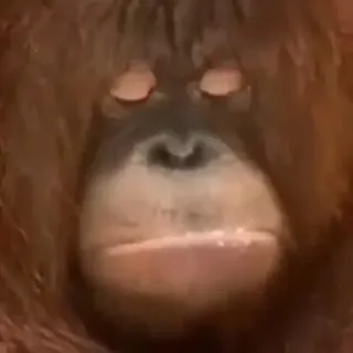 🙁 orangutan telegram sticker