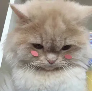 😔 gatto, animale domestico, animale, carino, domestico, felino, soffice whatsapp sticker