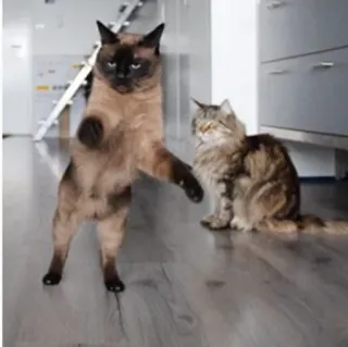 👻 кот, животные, смешные, домашнее животное, стоящий кот, питомец telegram sticker