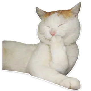 ☺️ gato, animal, lindo, mascota, felino, doméstico, mamífero telegram sticker