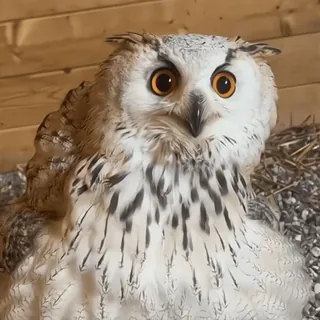🦉 sowa, ptak, zwierzę, dzika przyroda, natura, opierzony, ptasi, portret telegram sticker