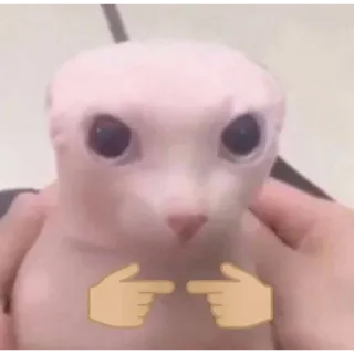 👉 cat, bingus, sphynx, pointing, emoji telegram sticker