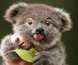 🐨 koala, animal, cute, wildlife, marsupial, australia, baby koala telegram sticker